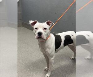 American Pit Bull Terrier-Unknown Mix Dogs for adoption in Las Vegas, NV, USA