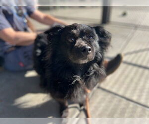 Pomeranian-Unknown Mix Dogs for adoption in Fort Collins, CO, USA