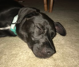 Borador Dogs for adoption in Wheaton, IL, USA