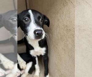 Border Collie-Unknown Mix Dogs for adoption in Oklahoma City, OK, USA
