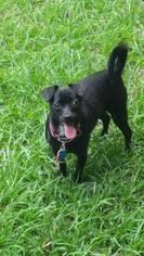 Chiweenie Dogs for adoption in Naples, FL, USA