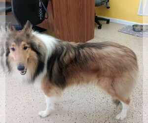 Collie Dogs for adoption in York, SC, USA