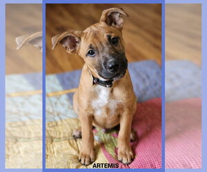 Black Mouth Cur-Unknown Mix Dogs for adoption in Granbury, TX, USA