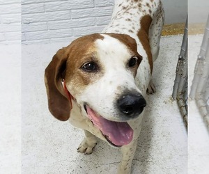 English Coonhound Dogs for adoption in Belleuve, NE, USA