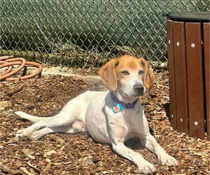 Mutt Dogs for adoption in Waterford, VA, USA