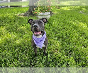 Mutt Dogs for adoption in Orlando, FL, USA
