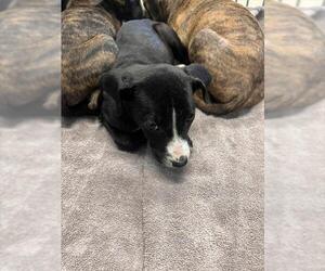 American Staffordshire Terrier-Unknown Mix Dogs for adoption in Tallahassee, FL, USA