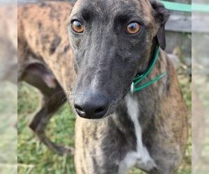 Greyhound Dogs for adoption in Grandville, MI, USA