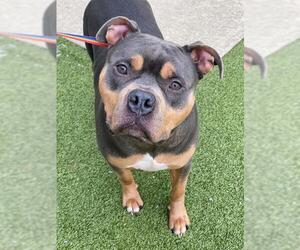 American Pit Bull Terrier Dogs for adoption in Fayetteville, NC, USA