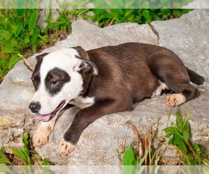 Border Collie-Unknown Mix Dogs for adoption in San Andreas, CA, USA