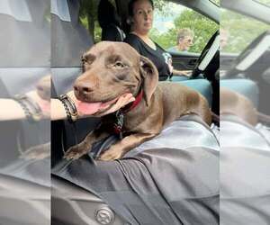 Labrador Retriever-Unknown Mix Dogs for adoption in Holly Springs, NC, USA