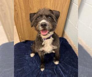 Mutt Dogs for adoption in Brighton, CO, USA