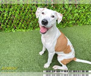 Labrador Retriever-Unknown Mix Dogs for adoption in West Palm Beach, FL, USA