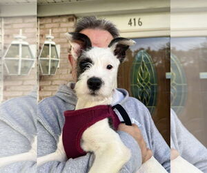 Mutt Dogs for adoption in Mount Laurel, NJ, USA