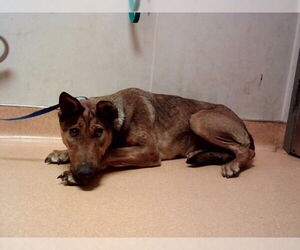 Doberman Pinscher-Unknown Mix Dogs for adoption in Martinez, CA, USA