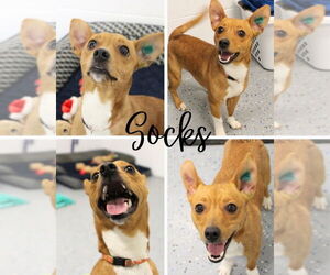 Beagle-Unknown Mix Dogs for adoption in Pierceton , IN, USA