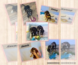 Medium Photo #1 Beagle-Unknown Mix Puppy For Sale in Del Rio, TX, USA