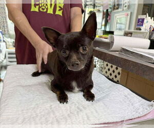 Chiranian Dogs for adoption in Benton, LA, USA