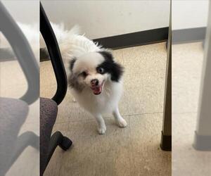 Pomeranian-Unknown Mix Dogs for adoption in Plano, TX, USA