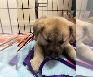 Labrador Retriever Dogs for adoption in Pasadena, CA, USA