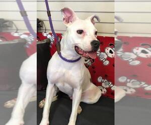 American Staffordshire Terrier Dogs for adoption in Amarillo, TX, USA