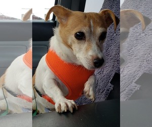 Jack Russell Terrier Dogs for adoption in Seaford, DE, USA