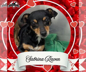 Chiweenie Dogs for adoption in San Antonio, TX, USA