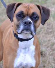 Boxer Dogs for adoption in Enfield, CT, USA