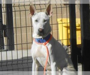 Sharberian Husky Dogs for adoption in Orange, CA, USA