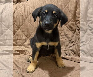 Mutt Dogs for adoption in Mundelein, IL, USA