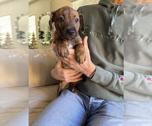 Boxer-Unknown Mix Dogs for adoption in Dana Point, CA, USA