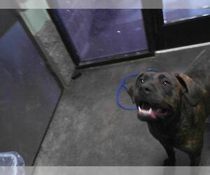 Great Dane-Unknown Mix Dogs for adoption in Tulsa, OK, USA