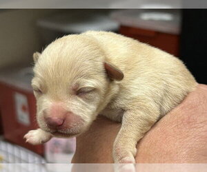 Poodle (Miniature)-Unknown Mix Dogs for adoption in Martinez, CA, USA