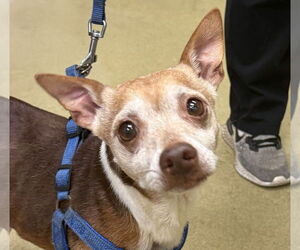 Jack Russell Terrier Dogs for adoption in Petaluma, CA, USA