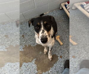 Border Collie-Unknown Mix Dogs for adoption in Emmett, ID, USA