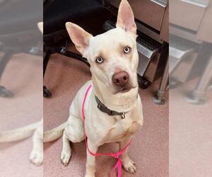 American Pit Bull Terrier-Siberian Husky Mix Dogs for adoption in Ogden, UT, USA