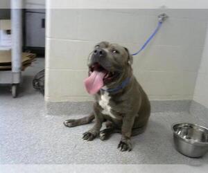 American Bulldog-Unknown Mix Dogs for adoption in Pasadena, TX, USA