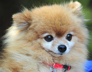Medium Photo #1 Pomeranian Puppy For Sale in Vernonia, OR, USA