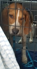 Treeing Walker Coonhound Dogs for adoption in Melrose, FL, USA