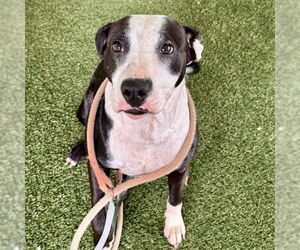 American Bulldog Dogs for adoption in Tavares, FL, USA