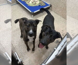 Mutt Dogs for adoption in Martinsburg, WV, USA