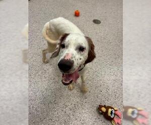English Setter Dogs for adoption in Brighton, CO, USA