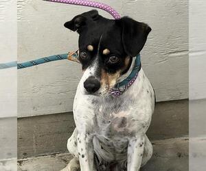 Rat Terrier Dogs for adoption in Camarillo, CA, USA