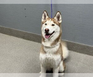 Siberian Husky-Unknown Mix Dogs for adoption in Las Vegas, NV, USA