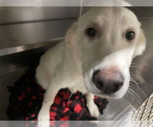 Great Pyrenees Dogs for adoption in Waco, TX, USA