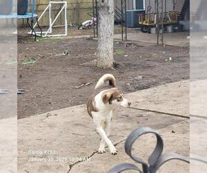 Labrador Retriever-Unknown Mix Dogs for adoption in San Antonio, TX, USA