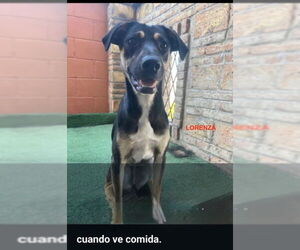 German Pinscher-Unknown Mix Dogs for adoption in Woodland Hills, CA, USA