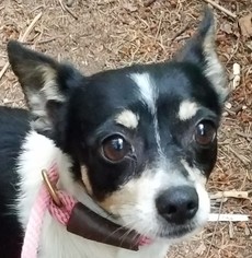 Rat Terrier Dogs for adoption in Olalla, WA, USA