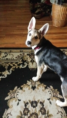 Pembroke Welsh Corgi-Unknown Mix Dogs for adoption in Juneau, AK, USA