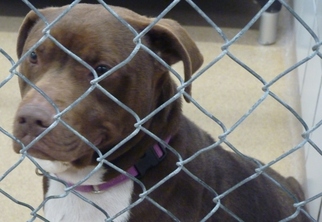 Medium Photo #1 American Staffordshire Terrier-Unknown Mix Puppy For Sale in Zanesville, OH, USA